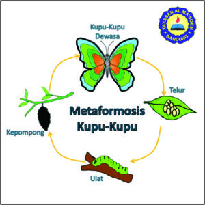 Mengenal proses metamorfosis pada hewan