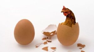 Teka-Teki: Lebih Duluan Ayam Atau Telur?