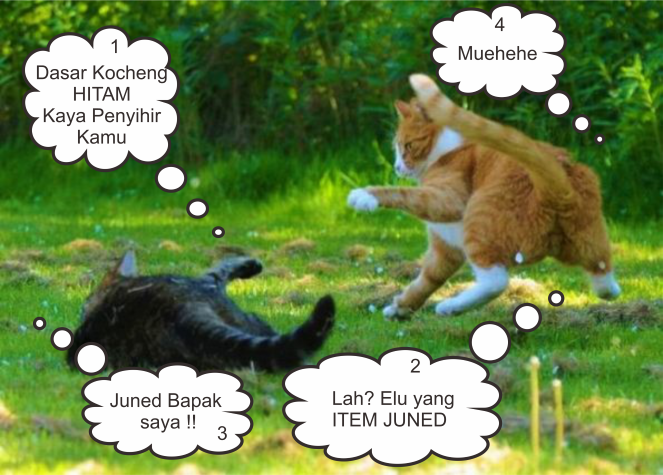 foto-kucing-berantem-yang-keren_02