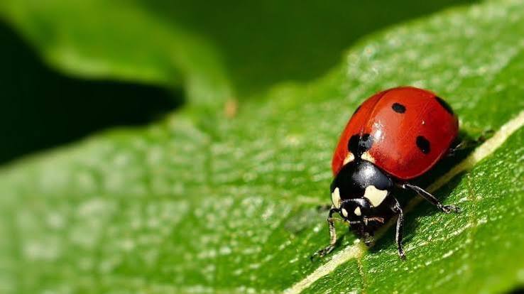 Images (15)
